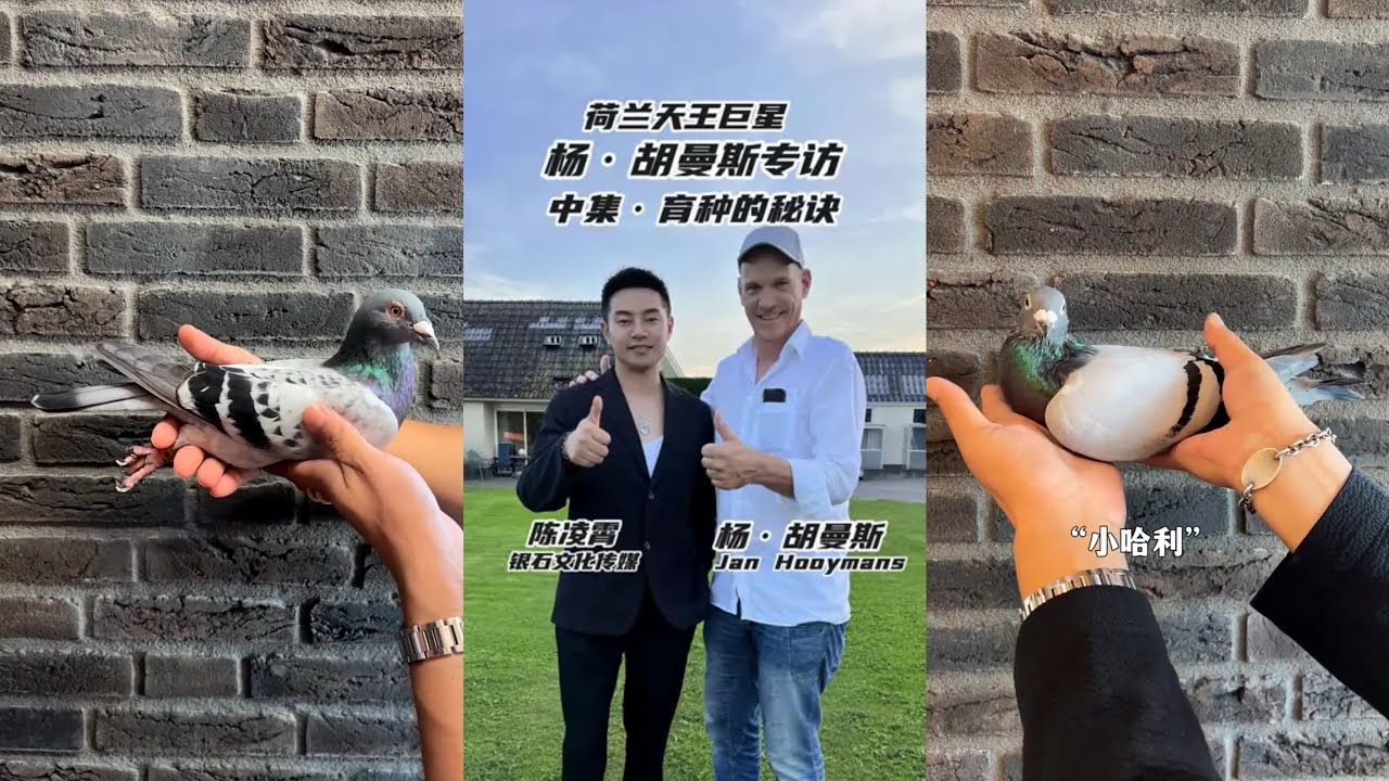 【杨.胡曼斯/陈凌霄】🇳🇱种鸽篇② Jan Hooymans' Super Pigeon ②