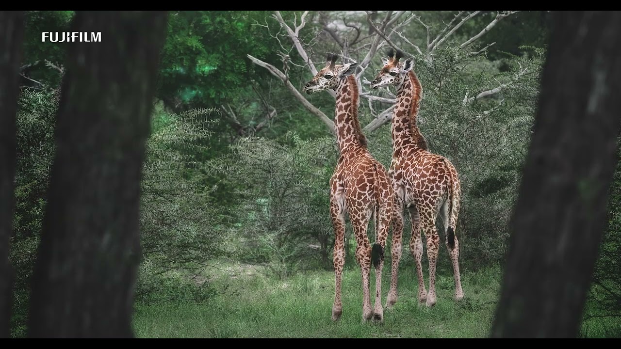 GFX100 II: Wildlife x Alexandrov Klum/ FUJIFILM