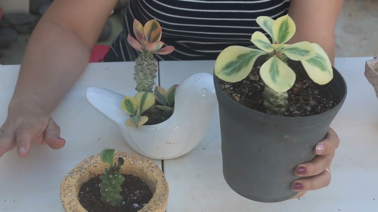 Suculenta de fácil cultivo EUPHORBIA RITCHIEI / Características y cuidados. liclonny