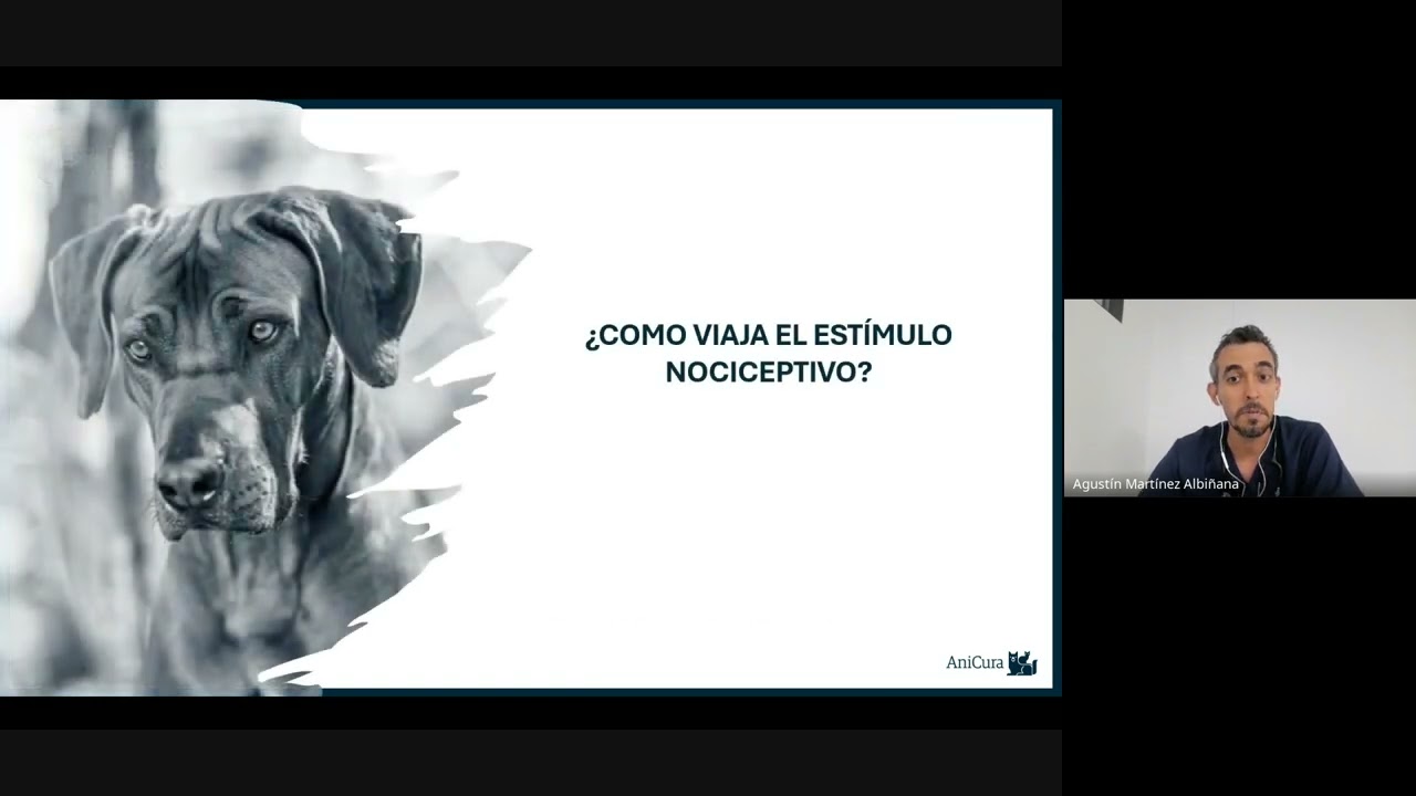 Domina el dolor: entendimiento y resolución en la práctica Veterinaria​ - Vetilea