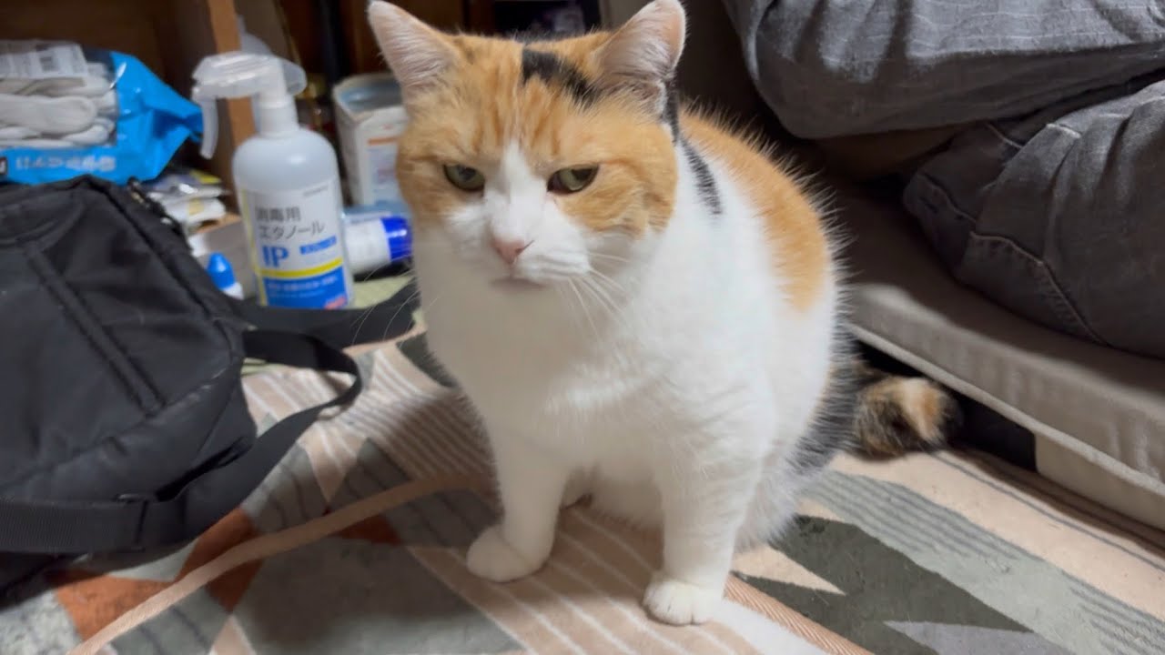 【三毛猫】ゆったりまったり過ごすミケ（2025年11月6日）