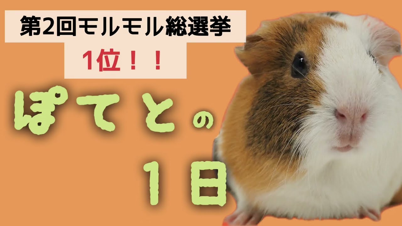 【第２回 モルモル総選挙 １位】 ぽてとの１日【足立区生物園】