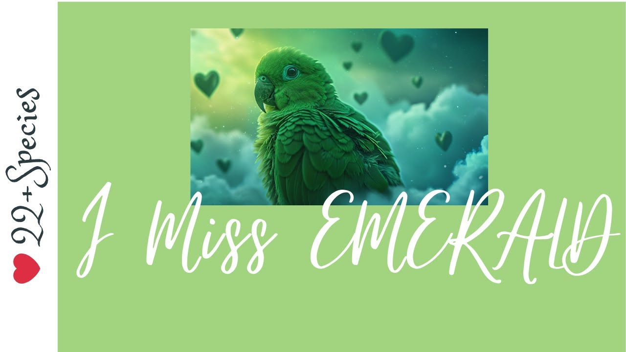 What Happened To Emerald, My Hahn's Macaw? | #parrot_bliss #macaw #macaw