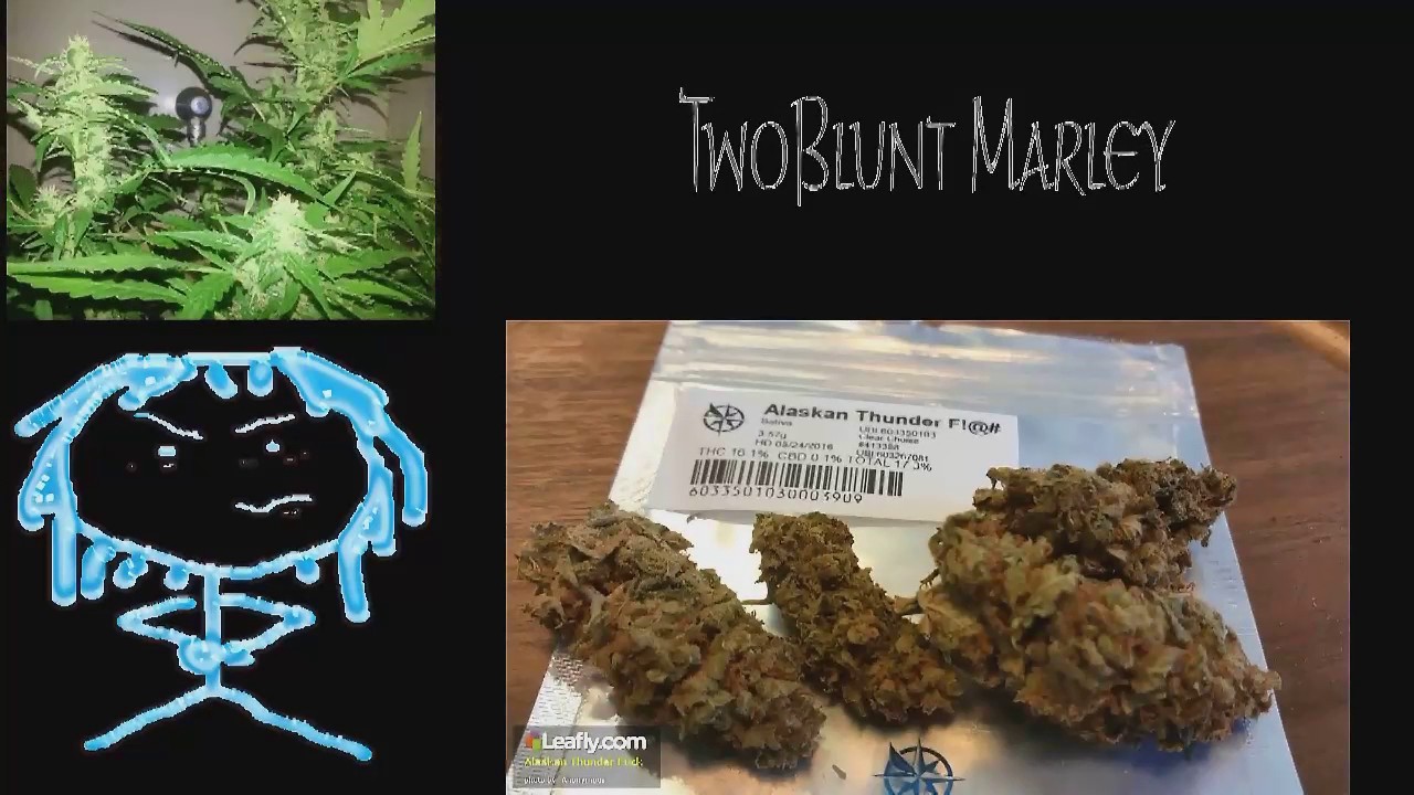Certified Pothead - Alaskan Thunder F&%K / Matanuska Thunder F&%k / Matanuska Tundra