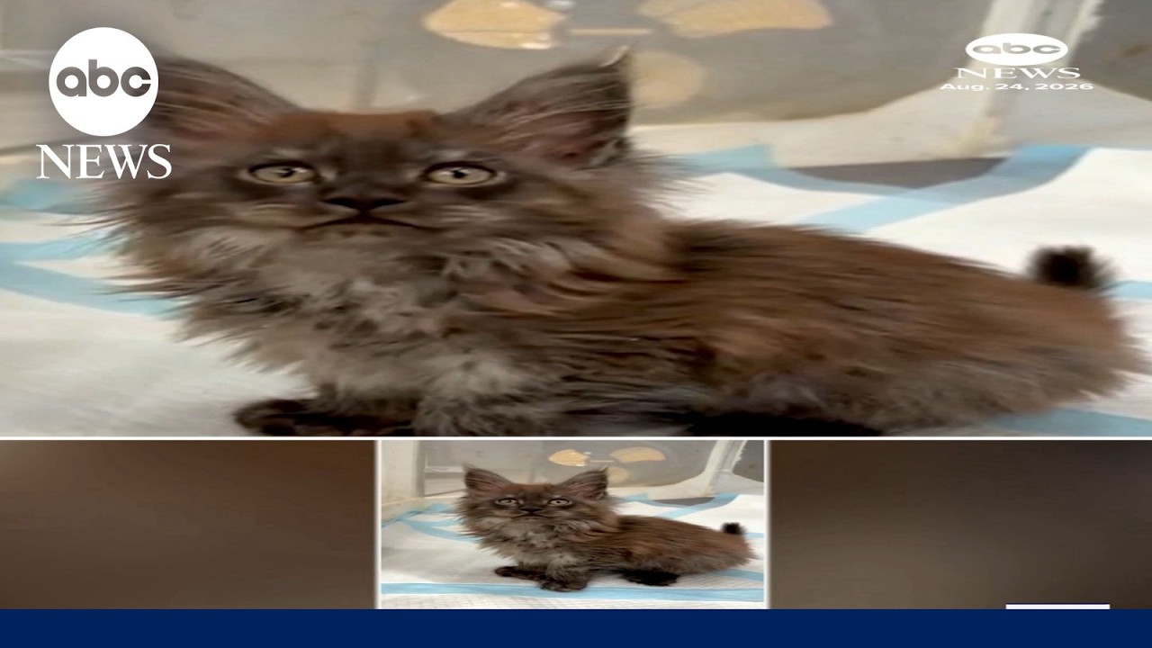 Cat with 29 toes sets Guinness world record