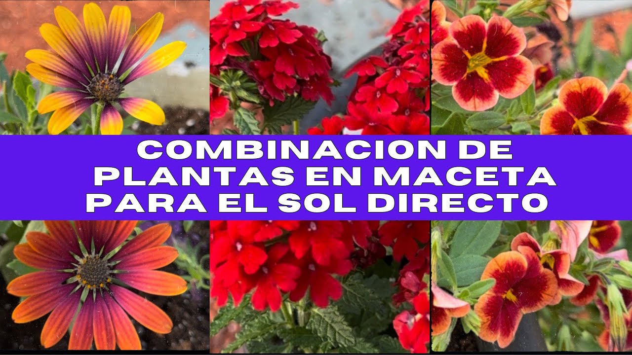 Cómo combinar PLANTAS para el SOL directo | combinación de plantas en MACETAS