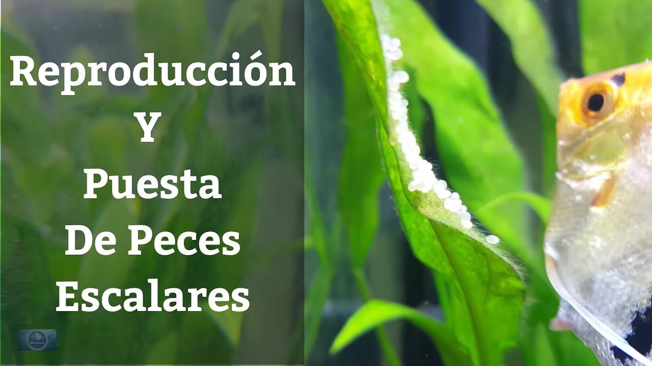 🔵 Como Reproducir Peces &Aacute;ngel/ Escalares Y Sacar La Puesta Adelante (Acuarios MB)