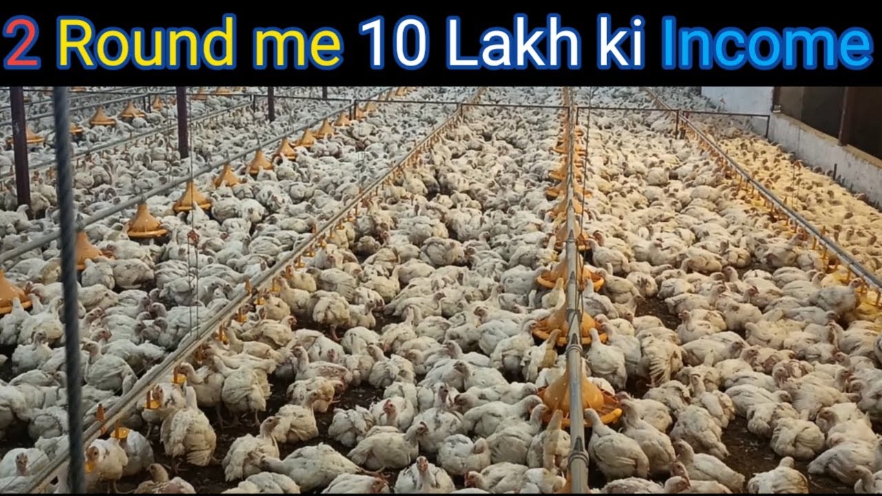 10 lakh ki Income only 2 Round me| 230×45 fully closed EC House| 15000 birds| KS Poultry||