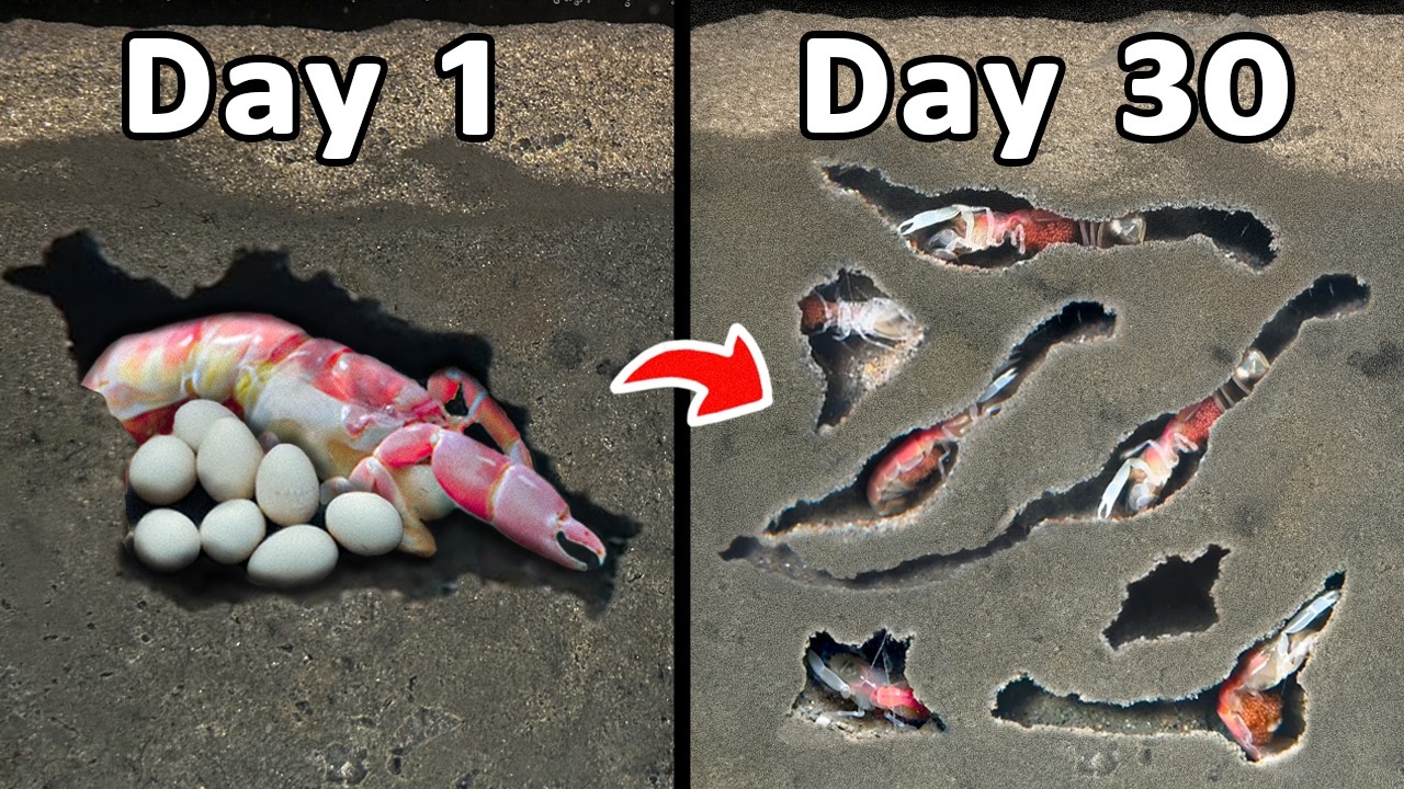 I Raised a Colony of Mud Shrimp