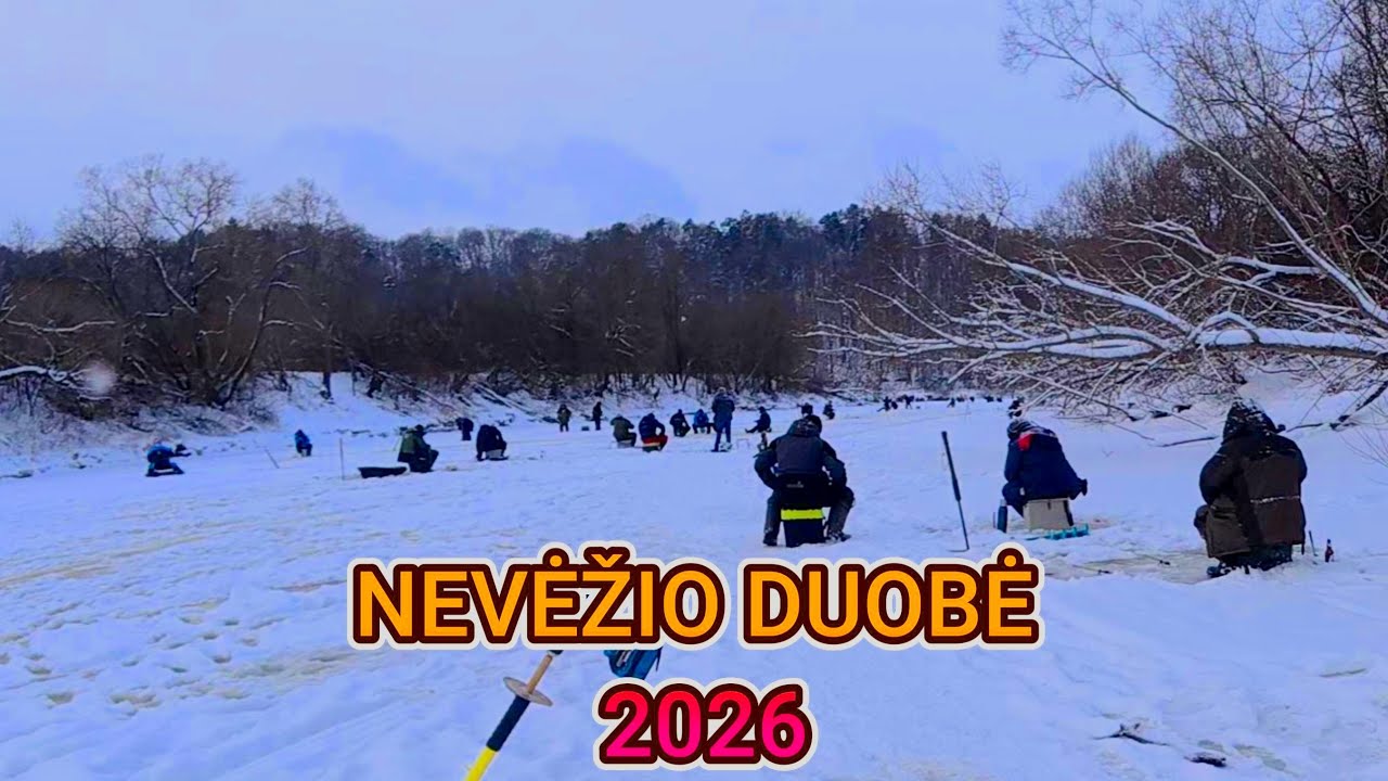 NEVĖŽIO DUOBĖ 2026. Žmonių daug,bet pagauna ne visi! Kibo tik aukštai pakėlus avižėlę!