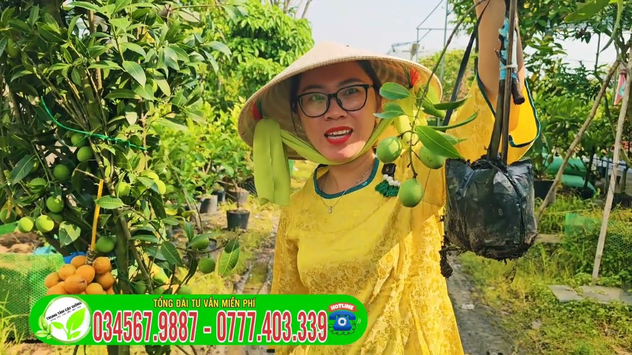 thanh trà ngọt và cây thanh trà chua khác nhau như thế nào