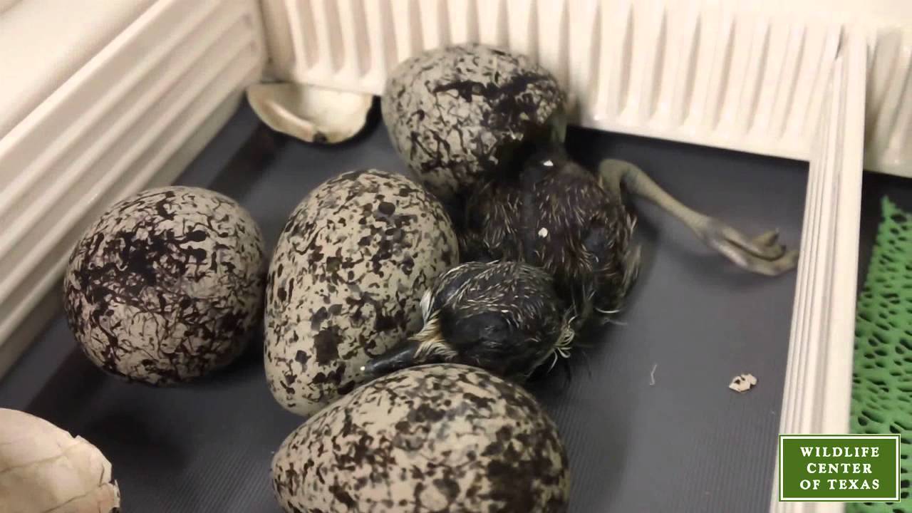 Killdeer Hatching