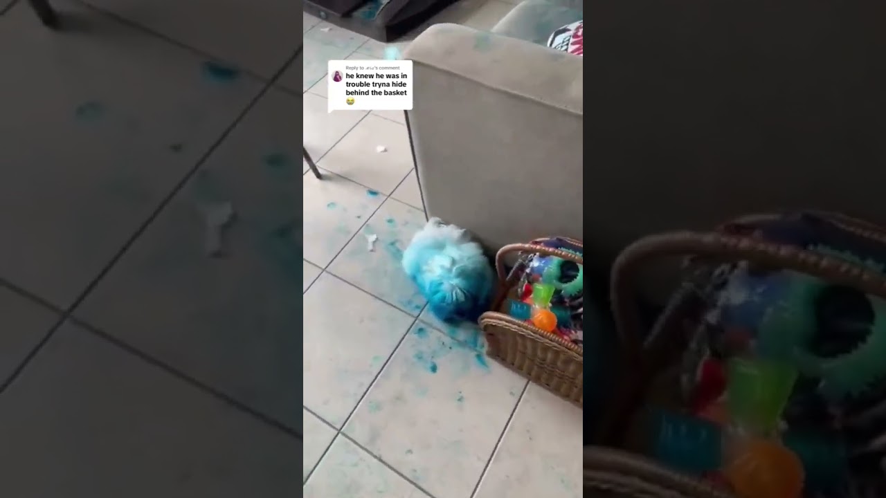 смурфик или шайлушай?  #memes #funnyvideo #мем #memevideo #шайлушай