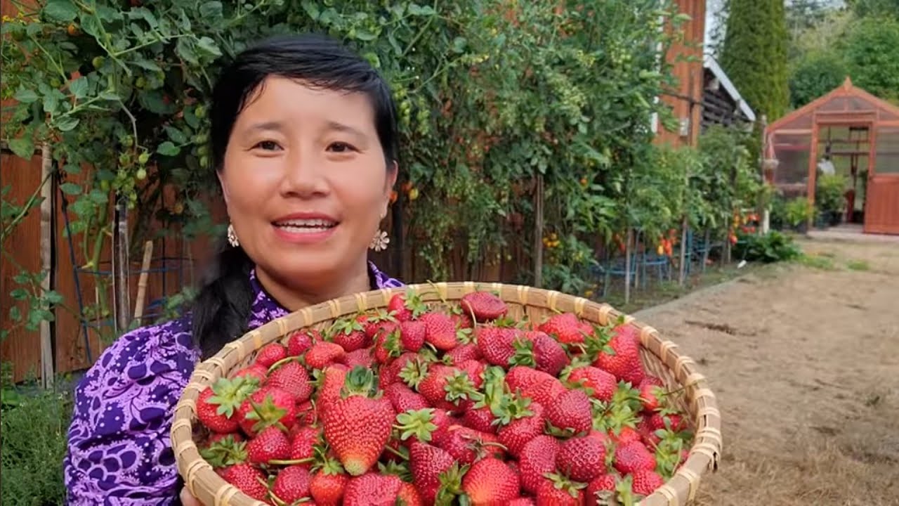 FULL VIDEO, THU HOẠCH DÂU TÂY NGUYÊN RỔ THẤY HAM, CÀ CHUA ĐỦ MÀU SẮC, ĂN THỊT KHO TRỨNG 