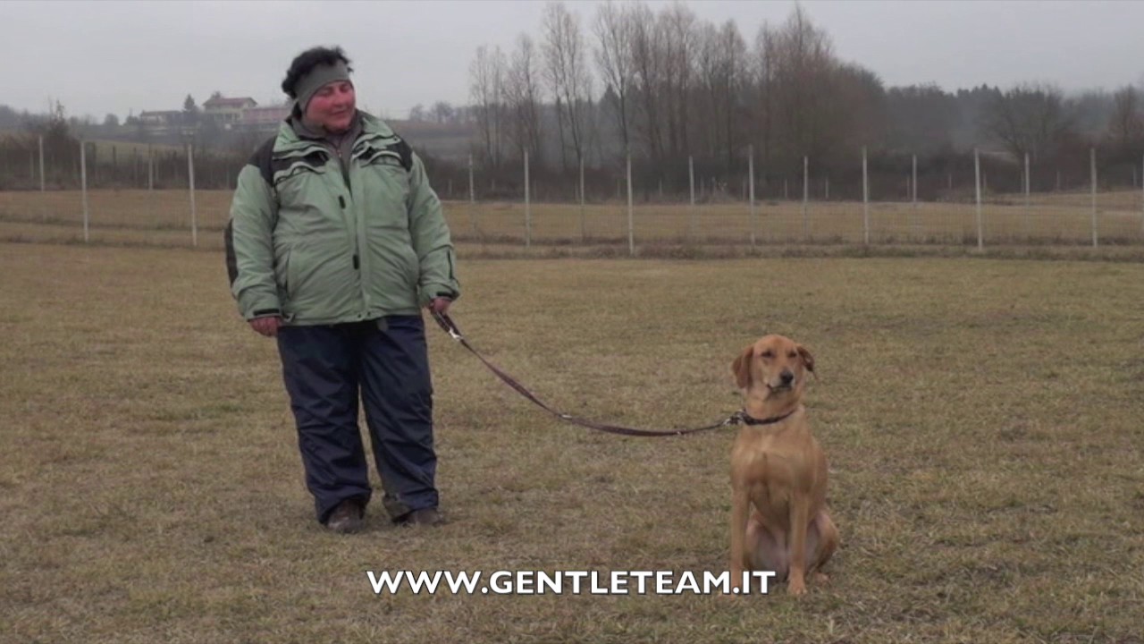 Un guinzaglio per due: la camminata consapevole