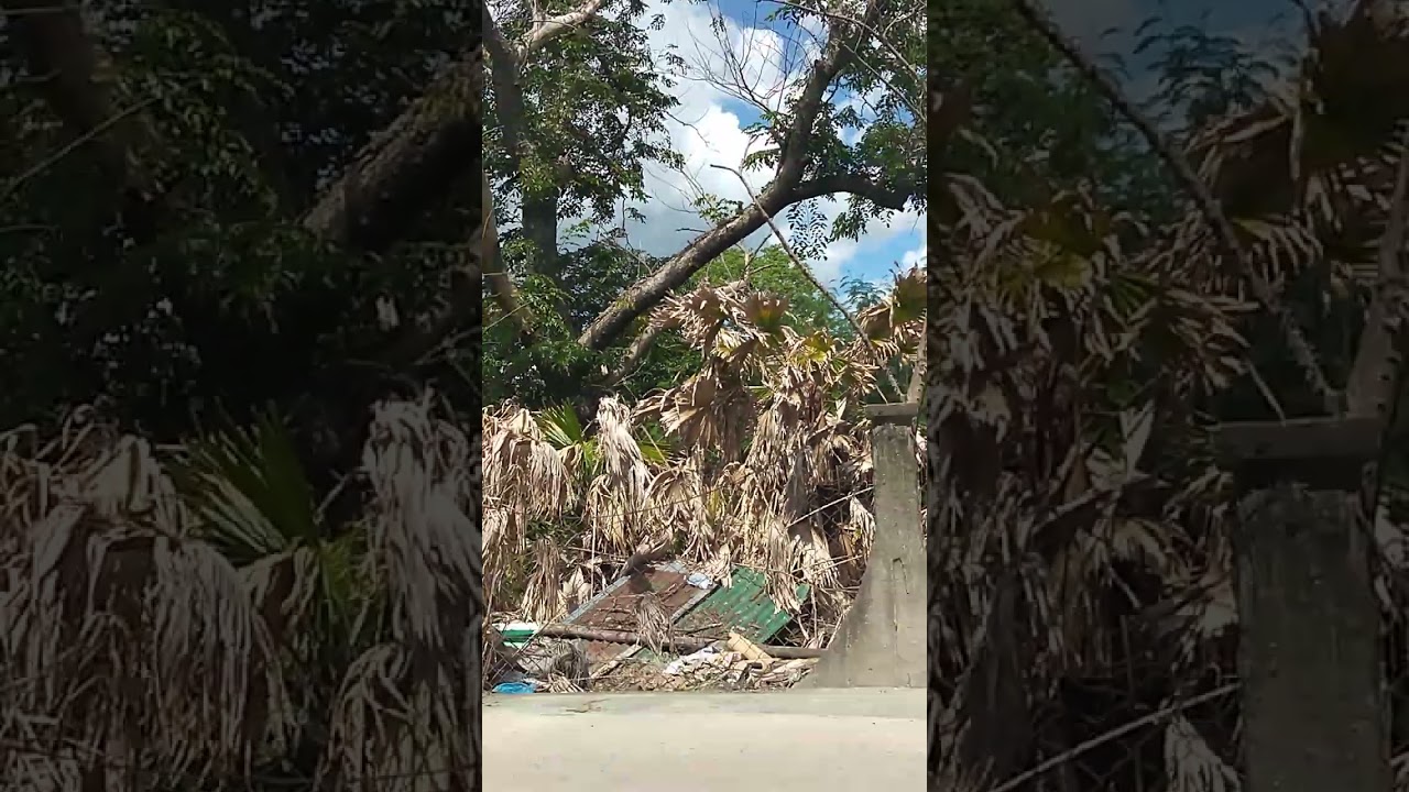 #oldtrees #satisfying #mybloopers #shorts #shortvideo #tree