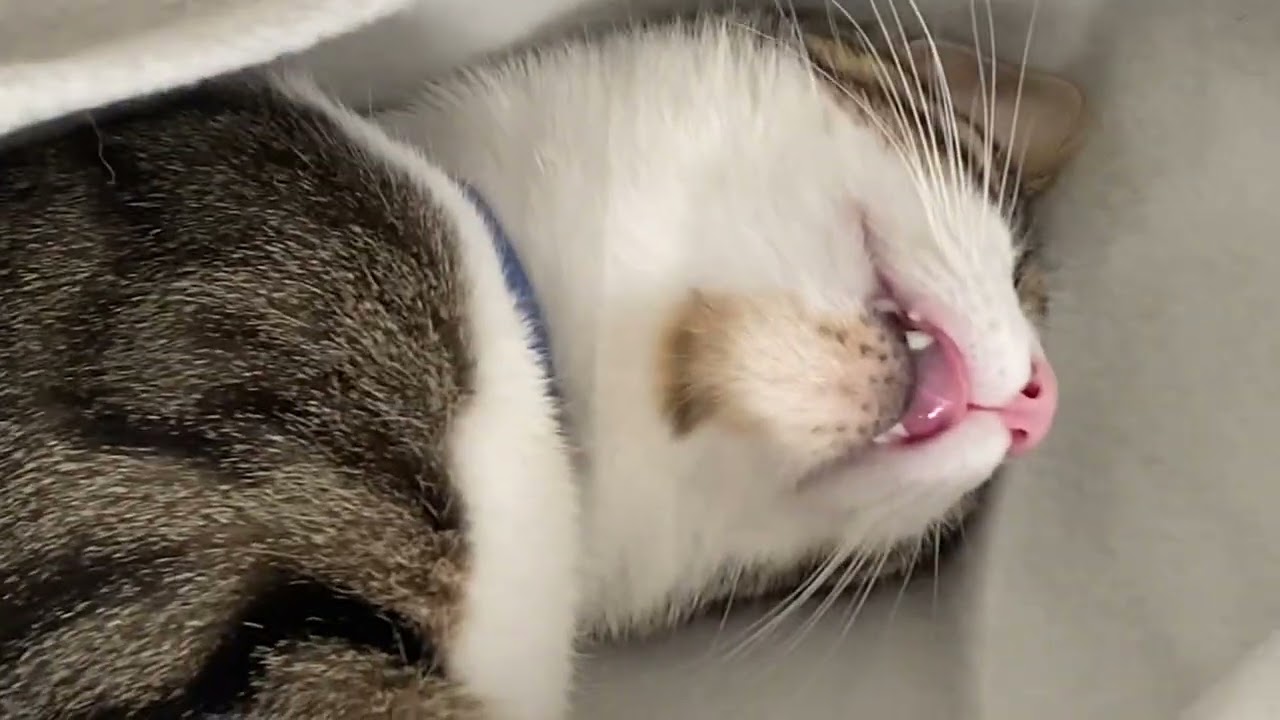 CAT DREAMING OF FOOD!!!