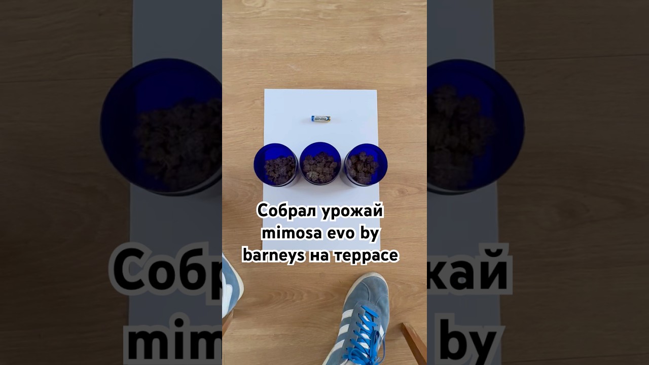 Урожай Mimosa Evo by Barneys farm на моей террасе!