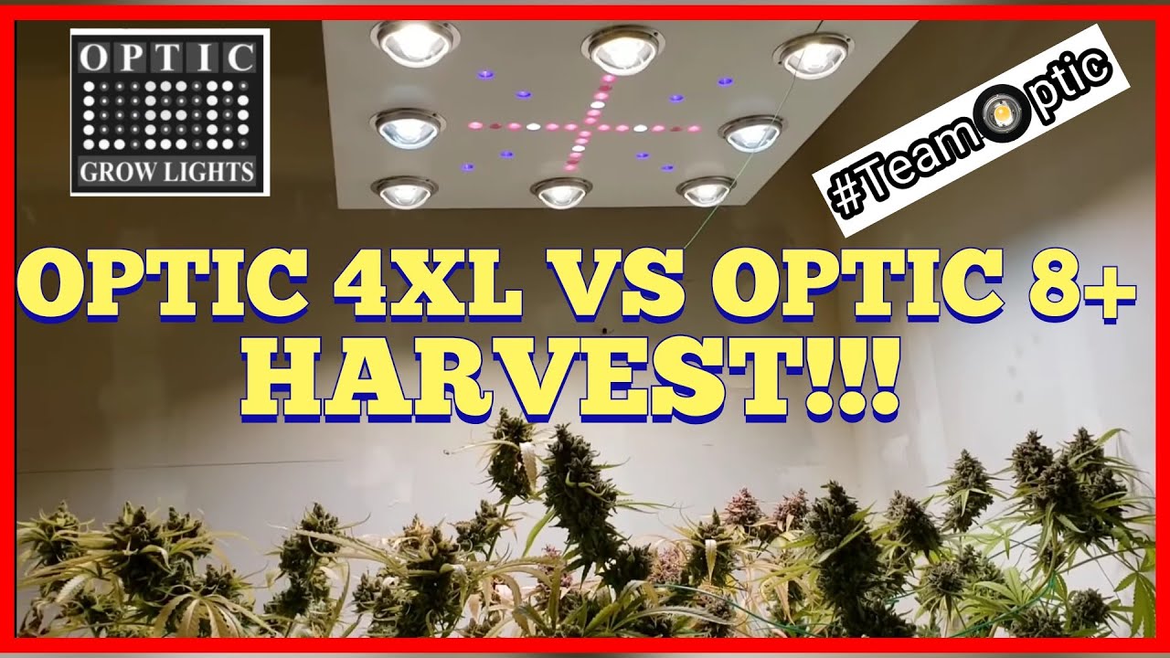 Harvesting Amazing Quality Cannabis - Optic4XL vs Optic 8+ Side by Side Grow Harvest