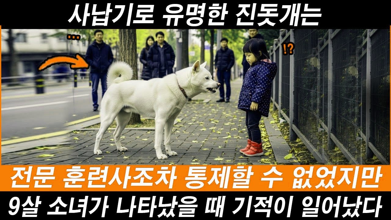 사납기로 악명 높은 진돗개는 전문 훈련사조차 감당하지 못했다… 그러나 9살 소녀가 나타나자, 기적이 일어났다 【기적의 실화】#해외반응 #외국반응 #외국인반응 #실화기반 #진돗개