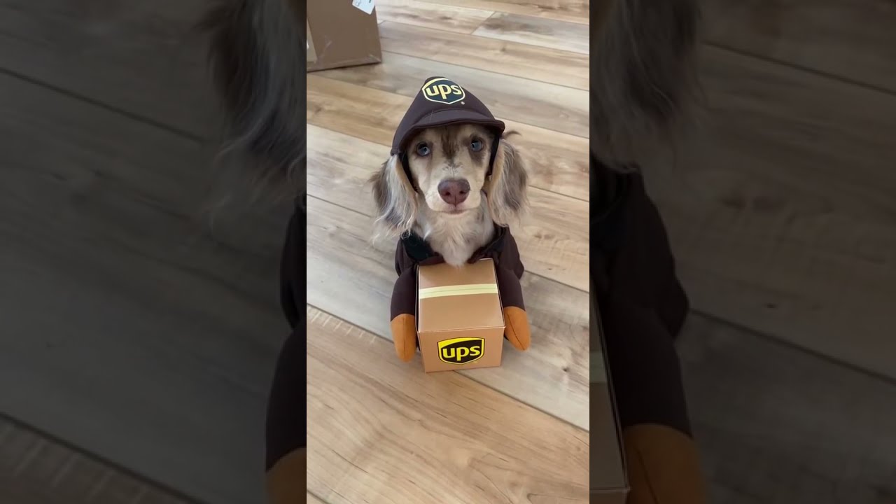my 2020 year in review🥺 #Welcome2021 #dachshund #dappledachshund #minidachshund #puppiesoftiktok