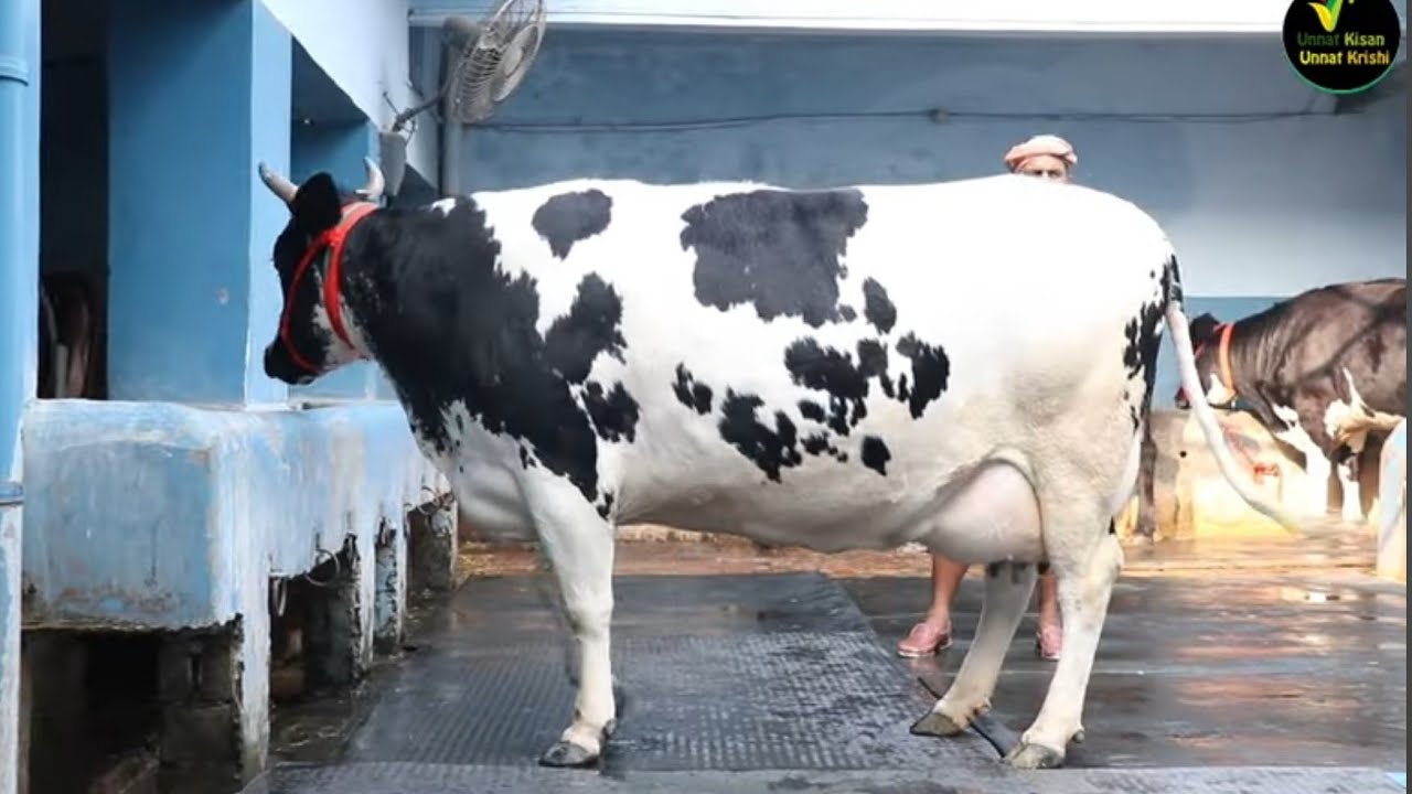 बंगाल के पशुपालकों की पहली पसंद वहेगुरु डेरी फुल ब्रीड 1-2 ब्यांत 8 गायिओं का दूध 325 लीटर