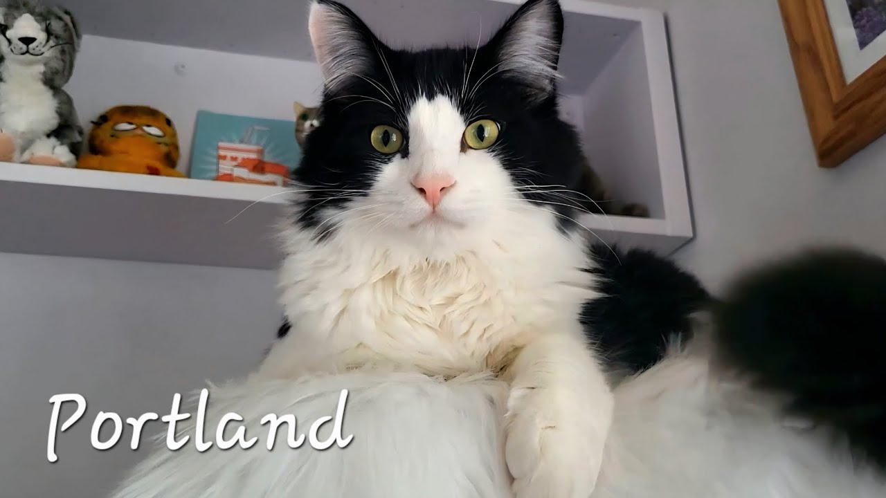 Cats, Art, Plants, & Shopping 