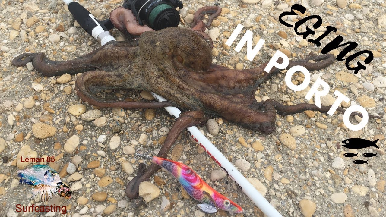 EGING in PORTO con "ATTREZZATURA DECATHLON"...Bellissimo POLPO in CANNA (OCTOPUS)
