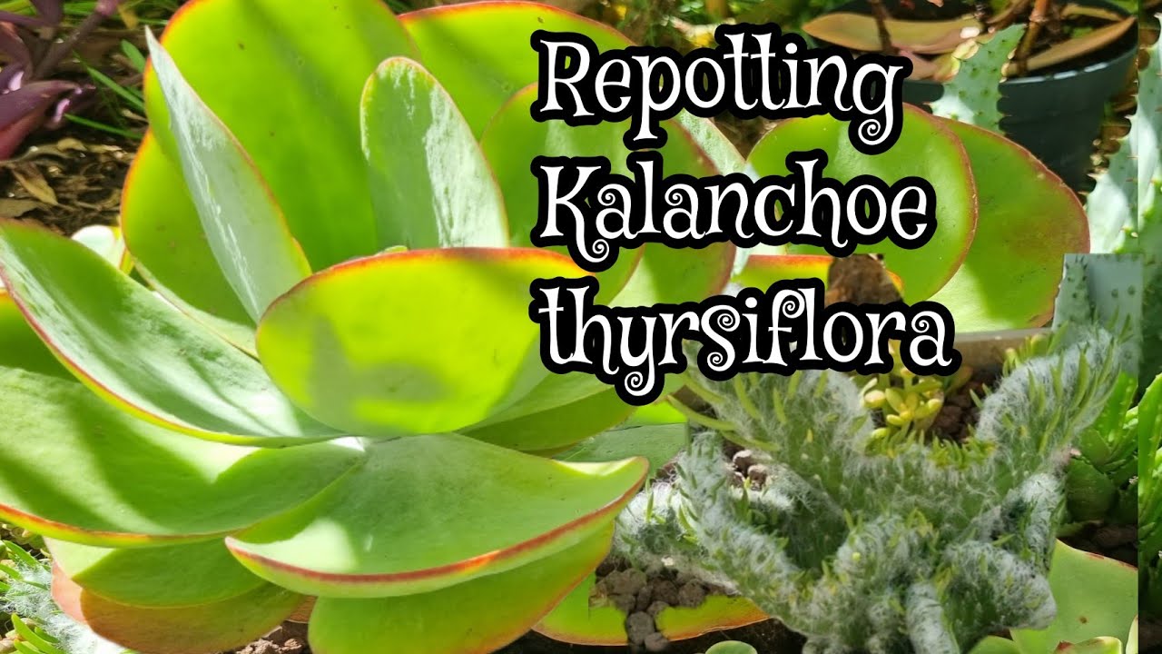 Repotting Kalanchoe thyrsiflora & Transplanting Crested eve's needle