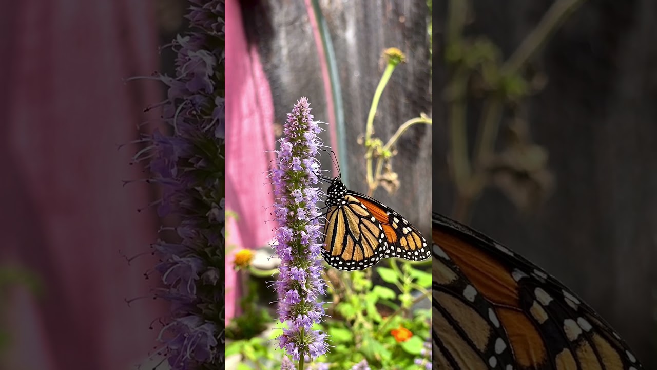 Butterfly Eating Nectar