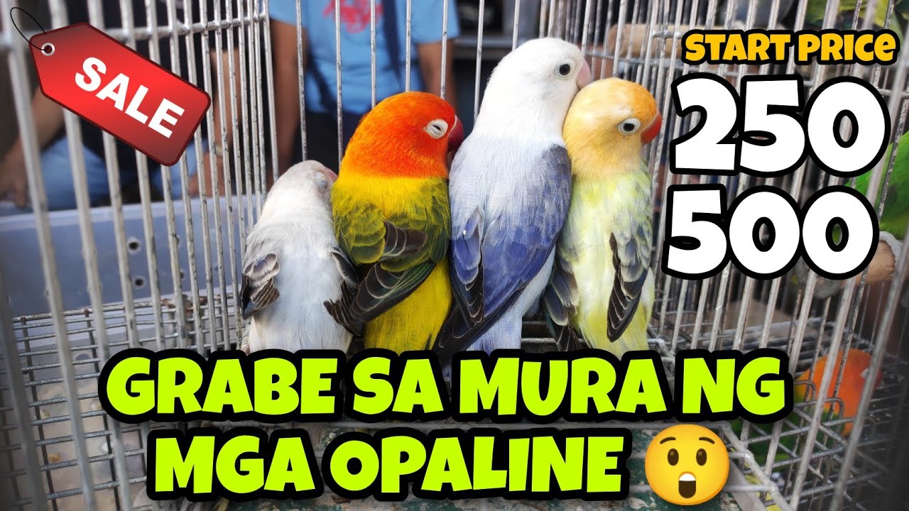 GRABE MEGA SALE SA BOCAUE BULACAN PET MARKET NG LOVE BIRD #kapetshop #africanlovebird #opaline