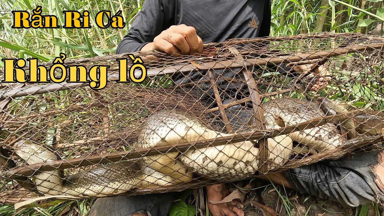 Con Rắn Ri Cá Khủng Nhất Mà Duy Thái Từng Bắt Được Ở Rừng U Minh