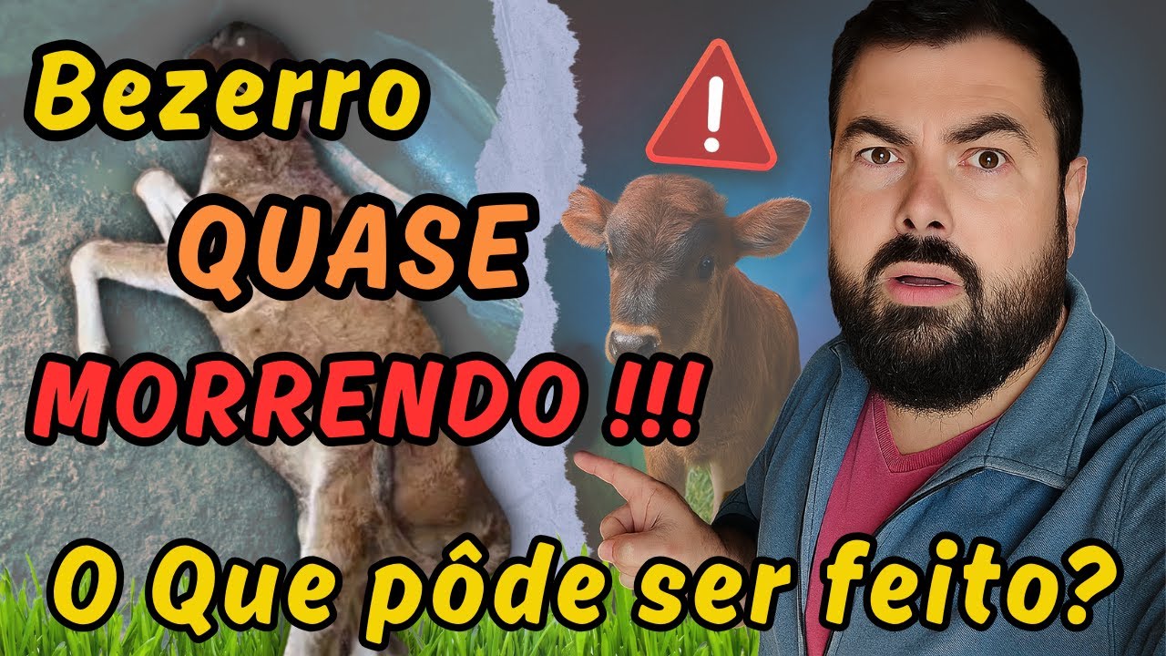 Bezerro Caído QUASE Morto! É POSSÍVEL Salvá-lo?