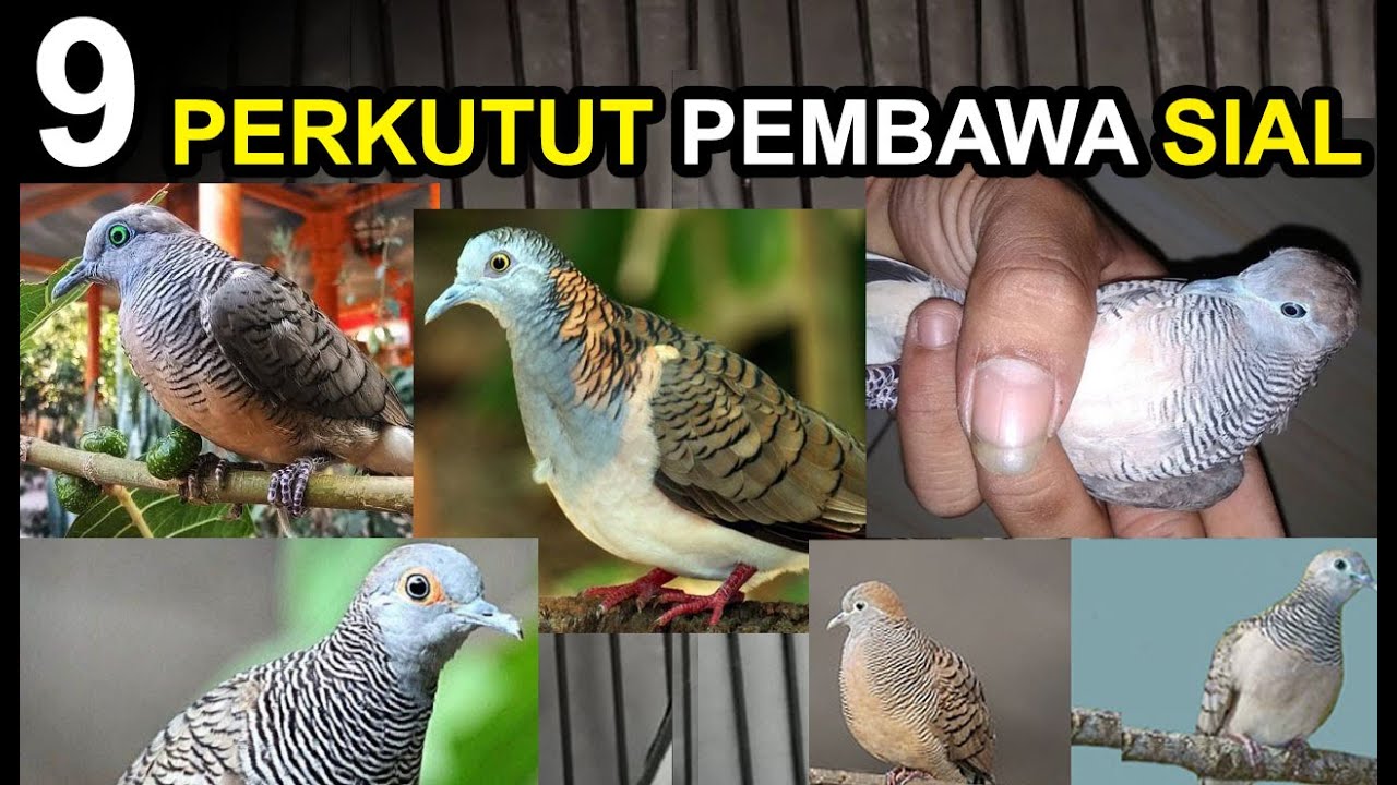 9 PERKUTUT Pembawa SIAL yang TIDAK BOLEH Dipelihara