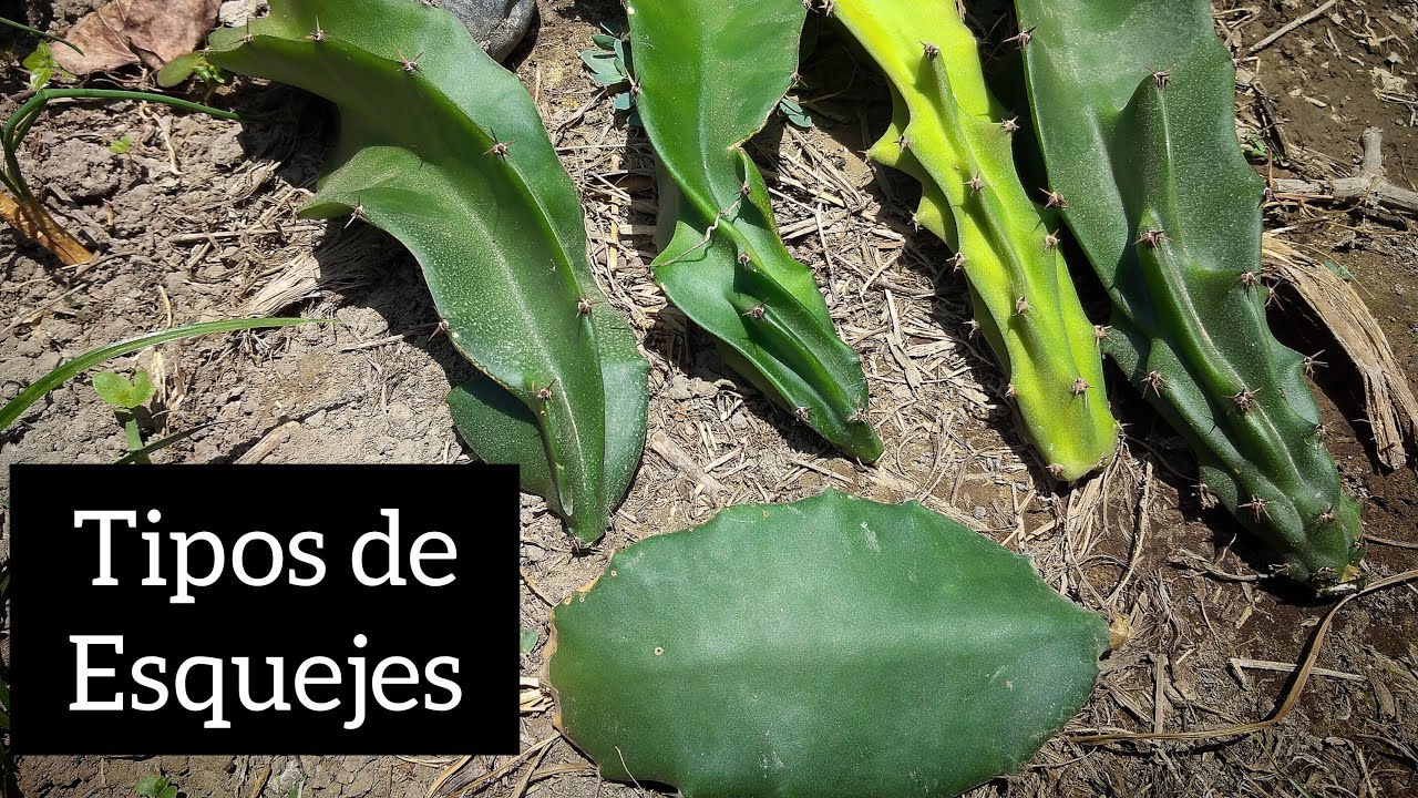 las formas de los esquejes de pitahaya sirven? no lo tires🚫.