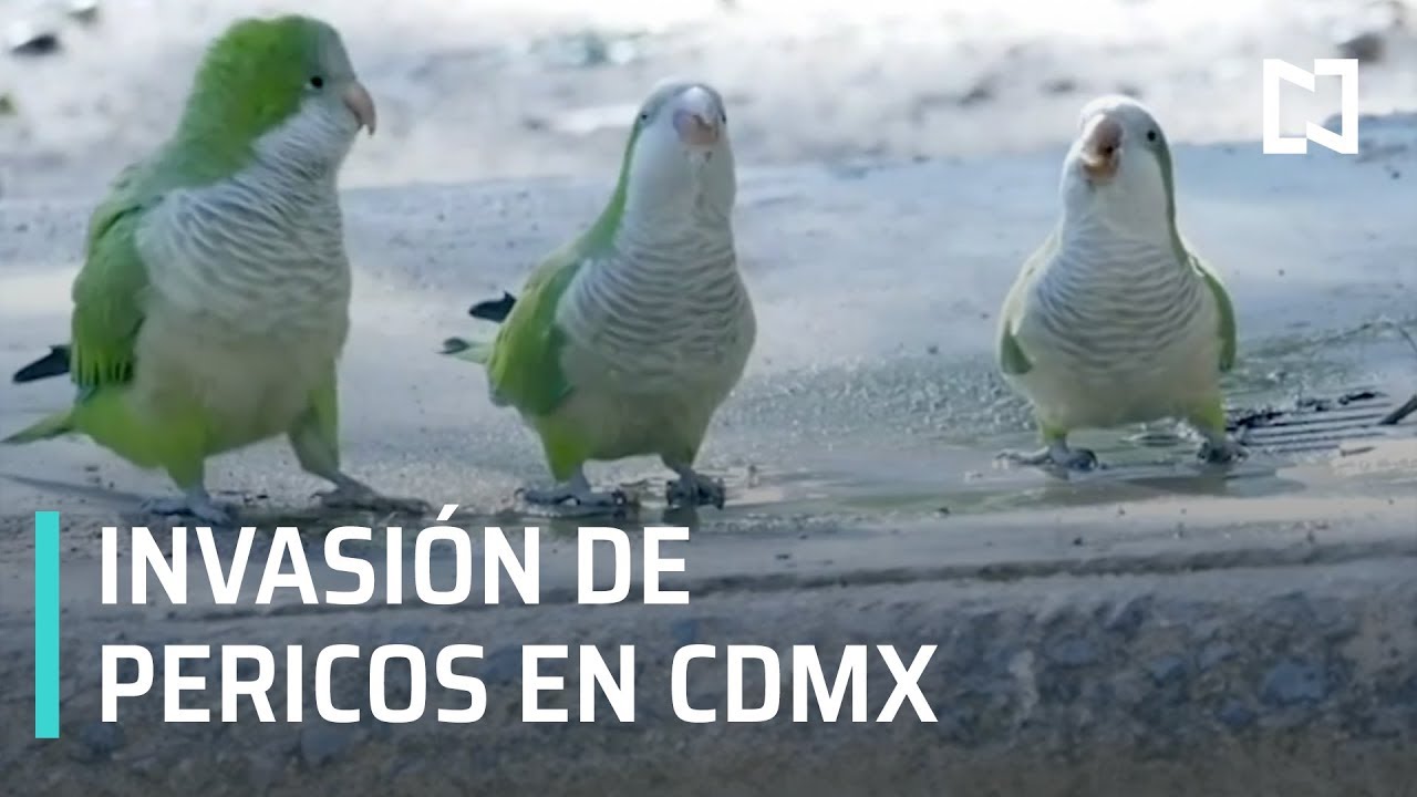 Pericos invaden CDMX - Las Noticias