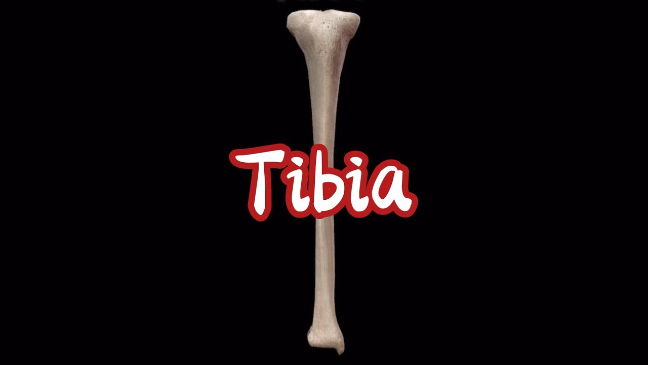 Tibia