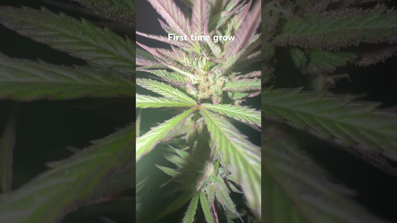 First time grow!! #howtogrowweed #cannabiseducation  #homegrownherbs #gmo #weed educational purpose