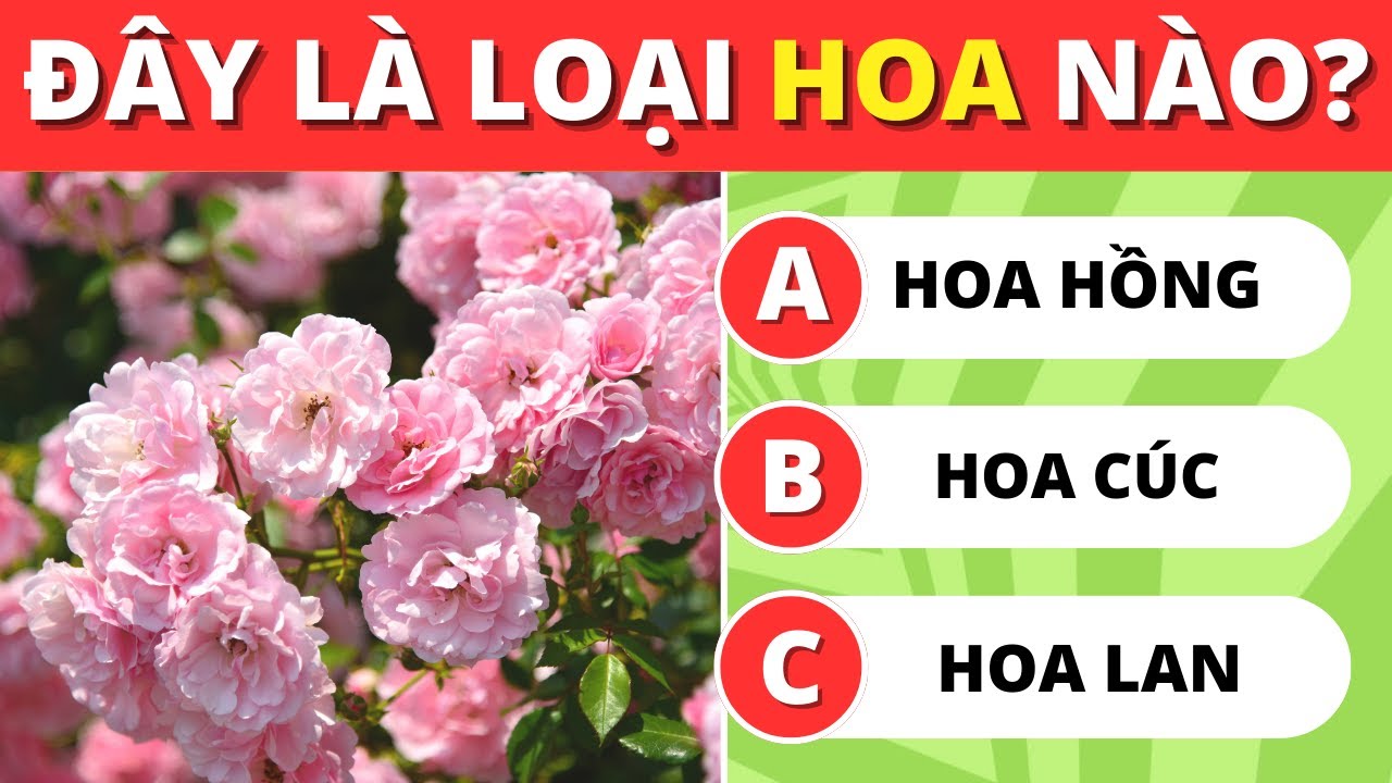 18+6 Câu Đố Về Các Loài Hoa | Bạn Có Đoán Đúng Hết Không?