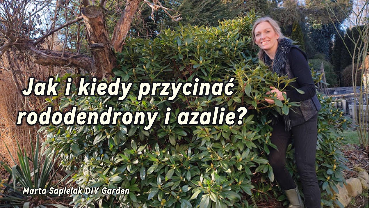 Jak i kiedy przycinać rododendrony i azalie?