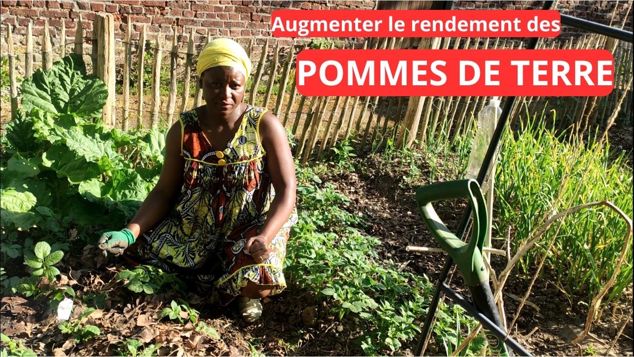 COMMENT AUGMENTER LE RENDEMENT DES POMMES DE TERRE? #pommedeterre #rendementaupotager #smallgarden