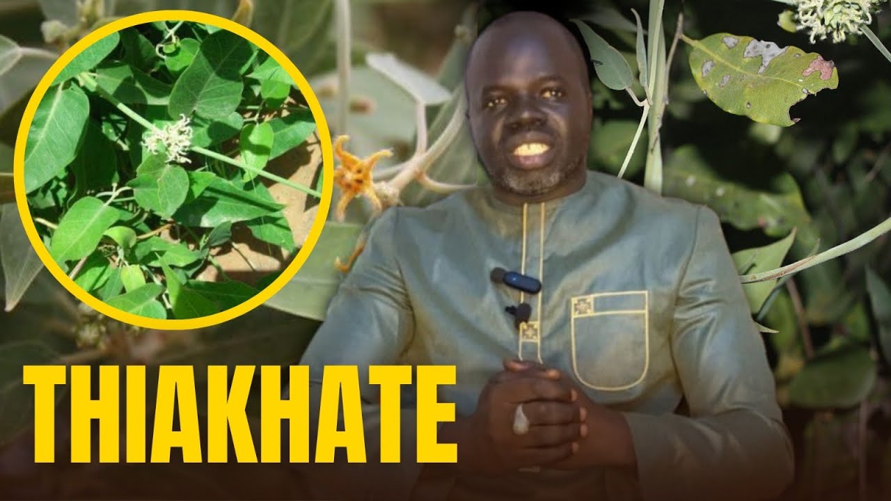 🌴 Ndiarignou Thiakhate : Vertus du Leptadenia Hastata - Pr Ousmane Ndiaye - SAMA XALAAT TV
