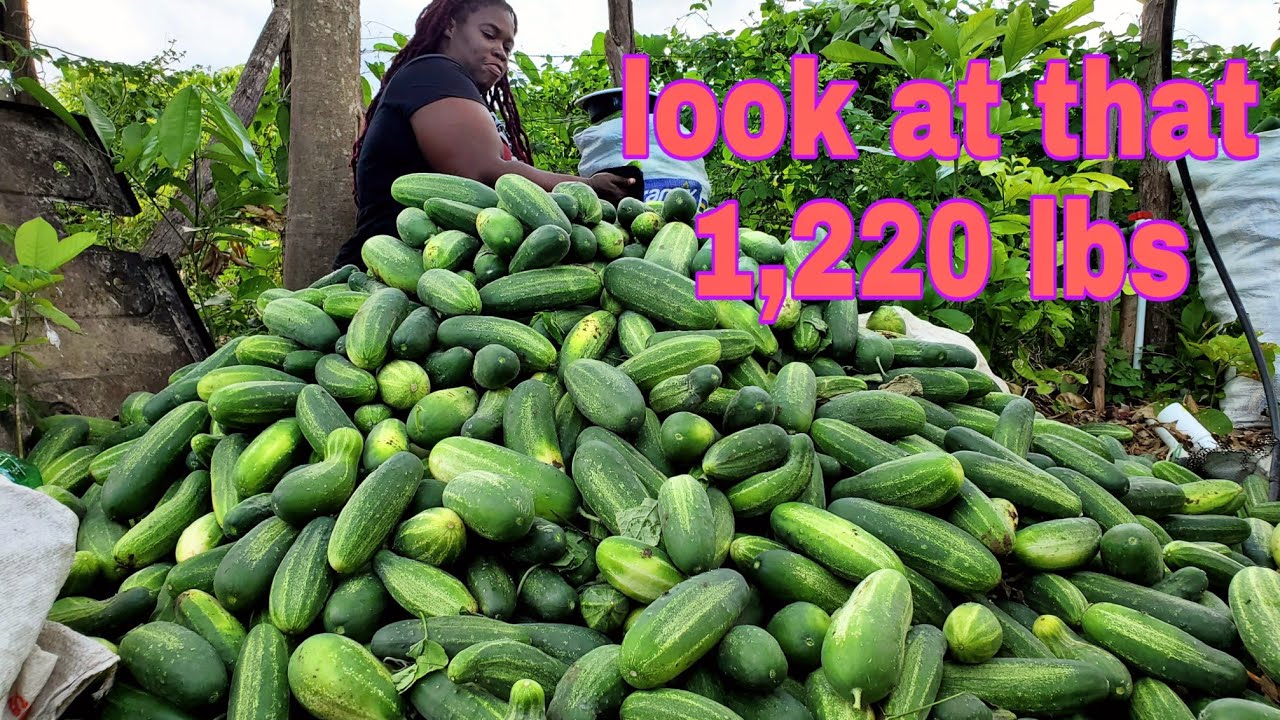 the fourth harvest of the cucumber 1,220 lbs it's really God blessing