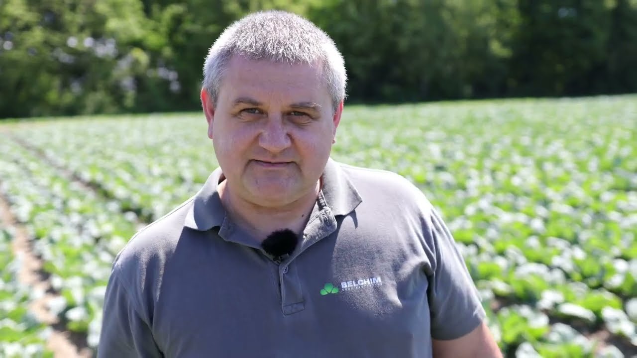 Zwalczanie chwast&oacute;w w kapuście? LENTEM