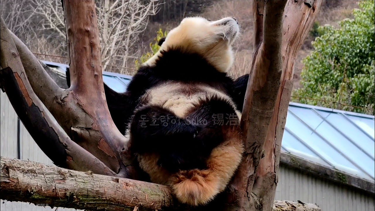 푸..푸야~!?다리 모은 거야...?!ㅋㅋㅋ | 2월 28일 오후(푸바오 실시간) Panda Fubao