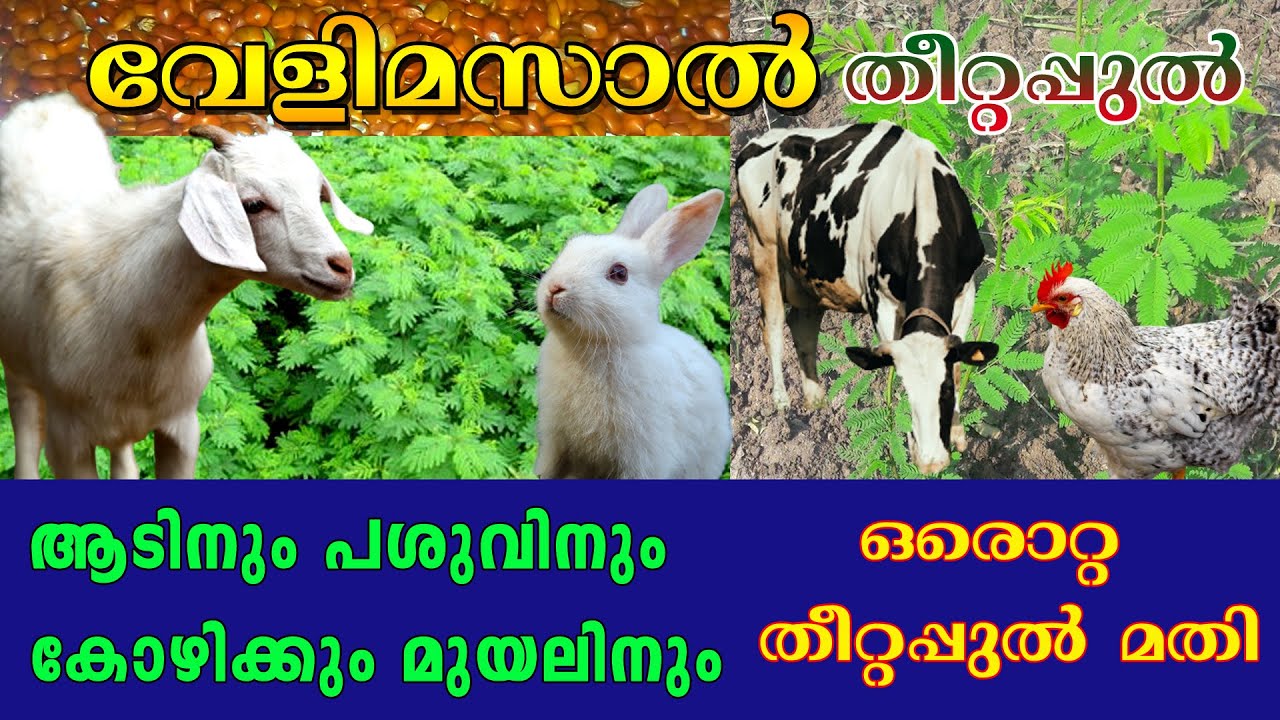 ലാഭമുള്ള തീറ്റപ്പുൽ വേളിമസാൽ  | ആട് ,പശു ,കോഴി ,മുയൽ എന്നിവയ്ക്ക് പ്രോട്ടീൻ സമ്പുഷ്ടമായ തീറ്റപ്പുൽ