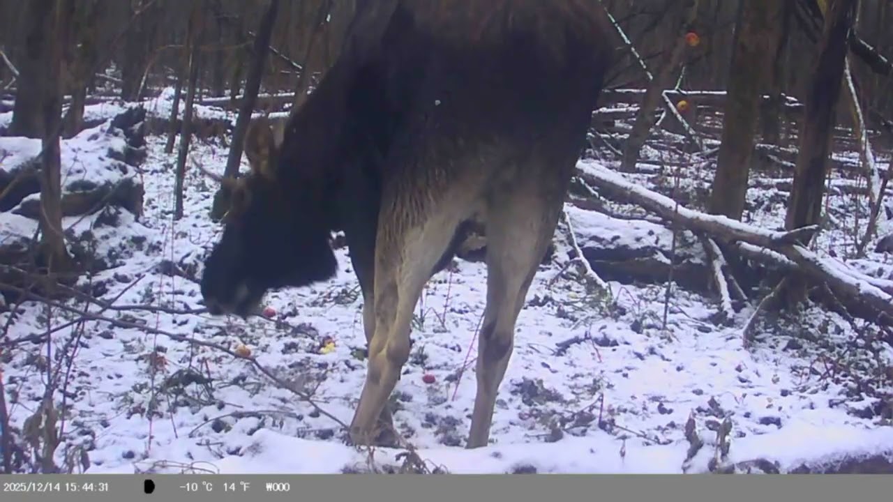 Who was captured by a camera trap in the forest for 2 weeks 😱 FINALLY, HE GOT CAUGHT!!!