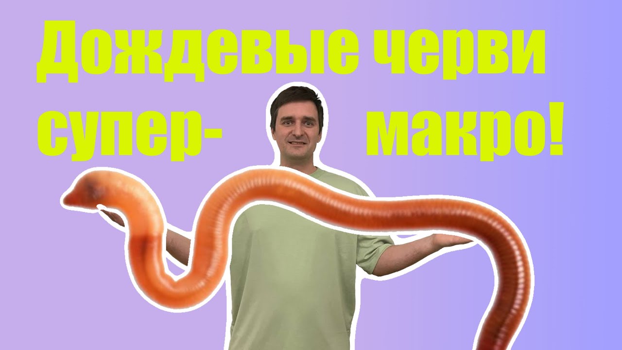 Дождевые черви в 4К видео. Отличие дождевых червей друг от друга .