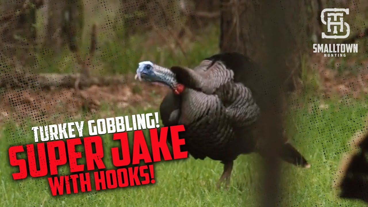Small Town Hunting Turkey Gobbling HARD!