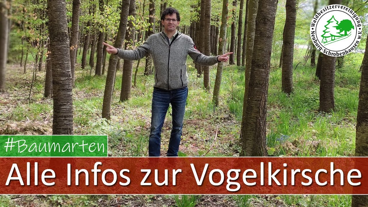 Die Baumart Vogelkirsche - alle Infos zu diesem Laubbaum